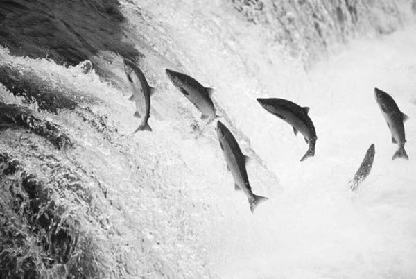 Salmon Jumping in Brooks Falls